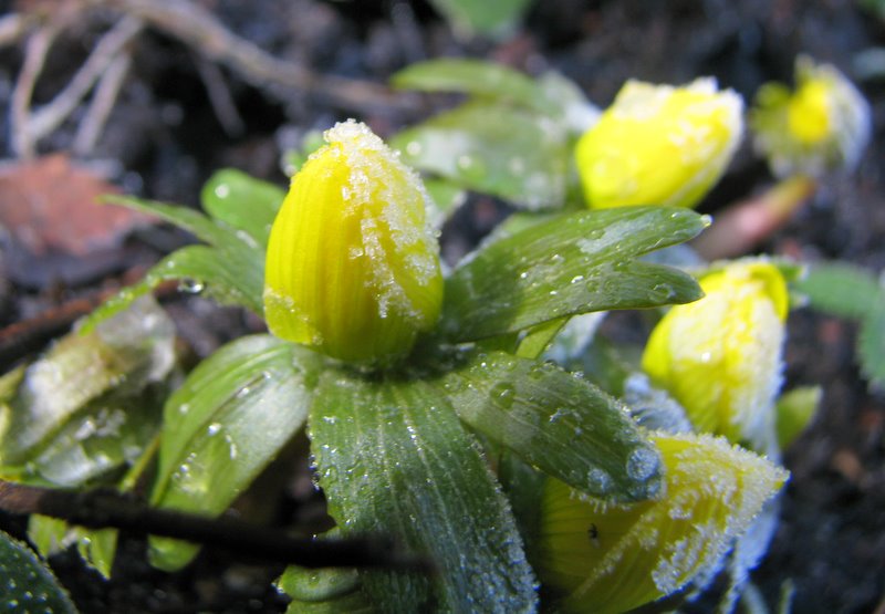 Winter aconite
